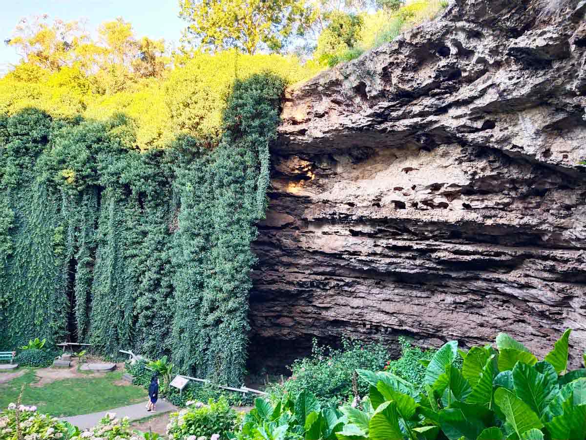 Cave walls of the Umpherston Sinkhole. Located in Mount Gambier, Limestone Coast, South Australia.