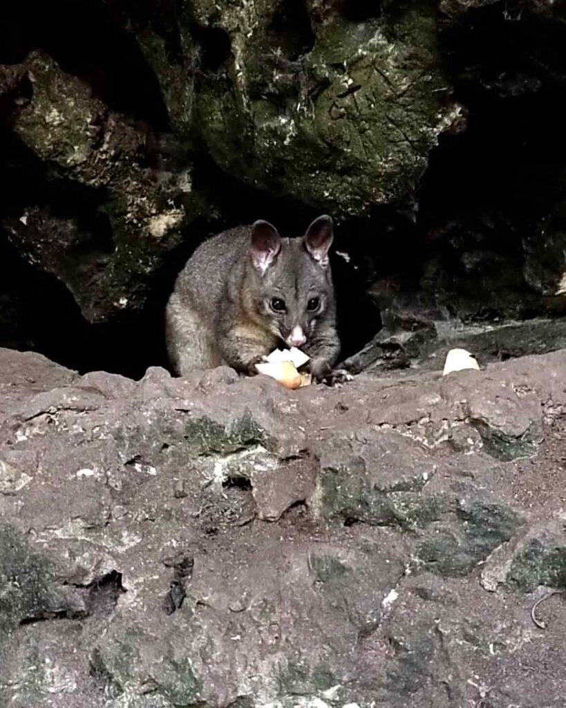 Resident chubby possums at Umpherston Sinkhole. Located in Mount Gambier, Limestone Coast, South Australia.