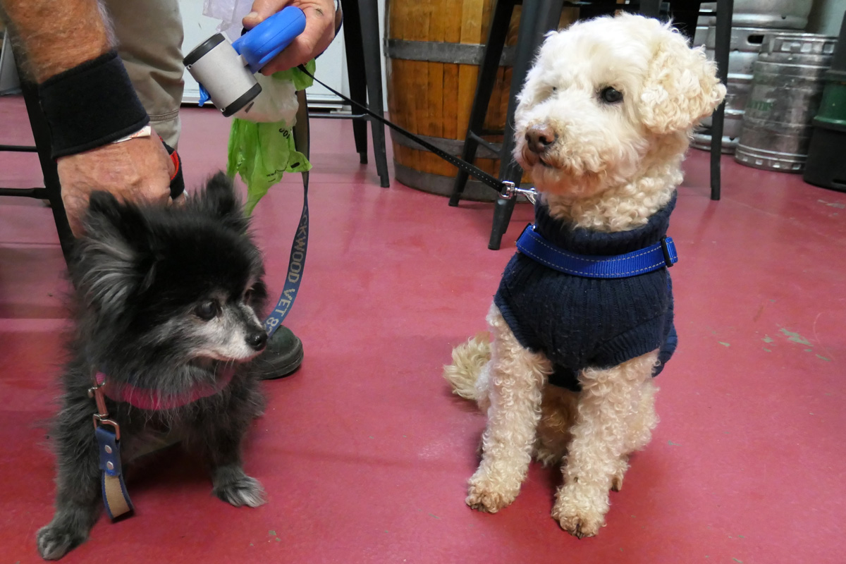 Charlie with his new friend Ava at Greenock Brewery