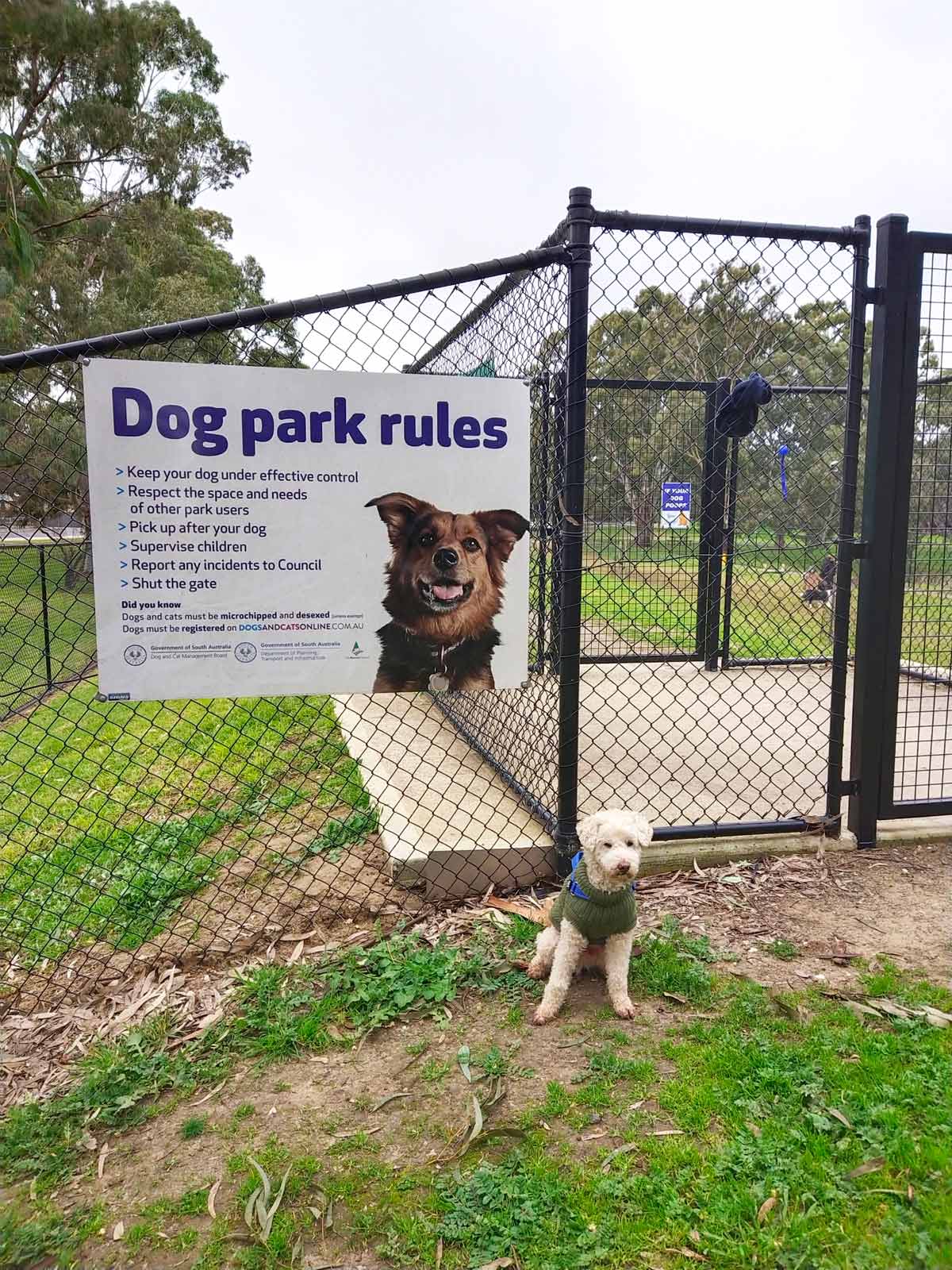 Charlie at Nuriootpa Dog Park