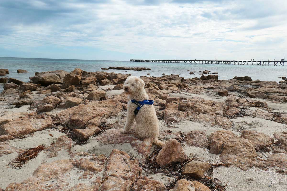 Charlie posing on rocks at Port Hughes Beach