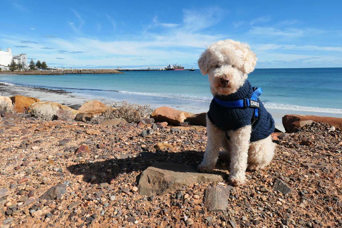 Charlie at Wallaroo, part of the Copper Coast region in the Upper Yorke Peninsula