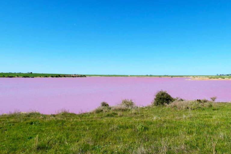 Central Yorke Peninsula region: seeing our first ever pink salt lake!