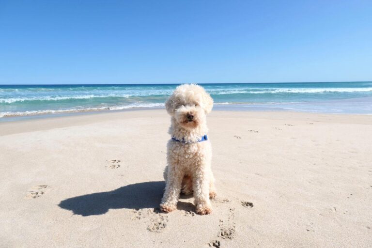 Charlie at Berry Bay beach on a beautiful sunny day. Located at Corny Point, Yorke Peninsula, South Australia.
