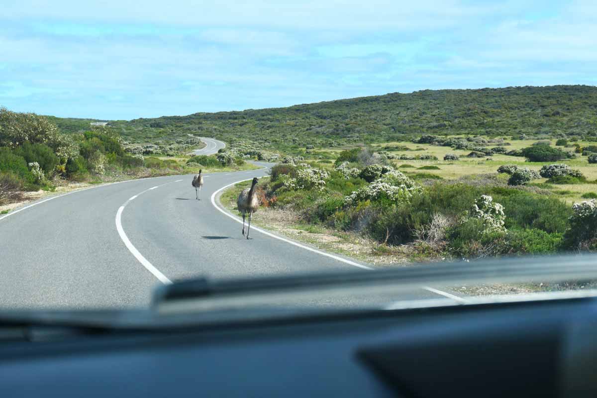 Emus just walking along the road