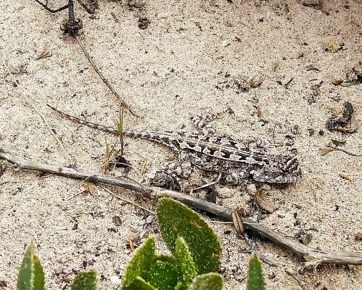 Little lizard blending in with the sand
