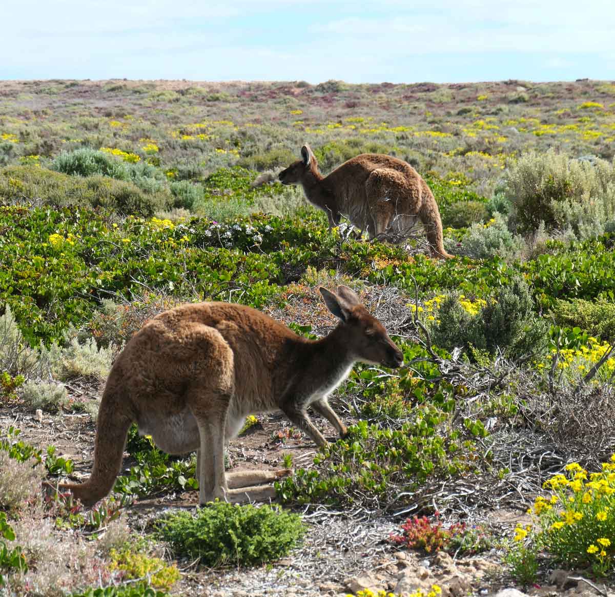 Kangaroos near Pondalowie Bay