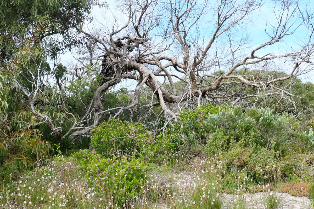 Native plants and trees surrounding the Stenhouse Bay Lookout Walk