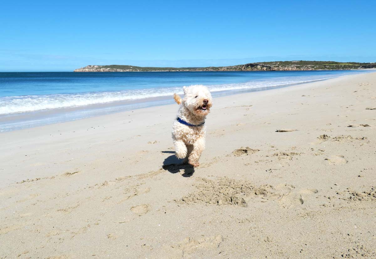 Travelling with a dog around Australia, Willyama Beach in South Australia