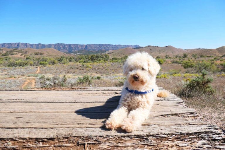 Charlie at Arkaba Hill Lookout in the Flinders Ranges