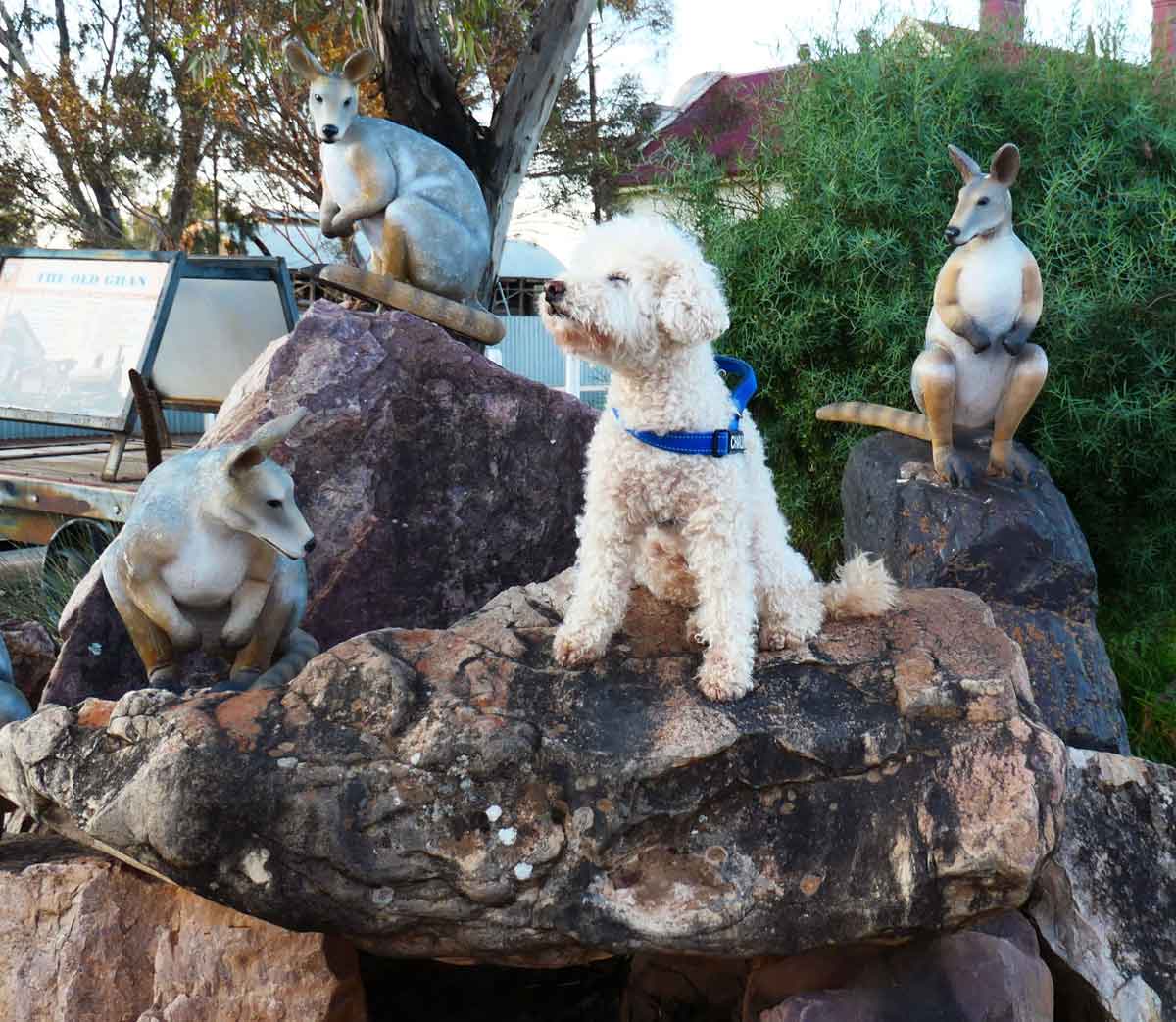 Travel with your dog to Quorn in the southern Flinders Ranges