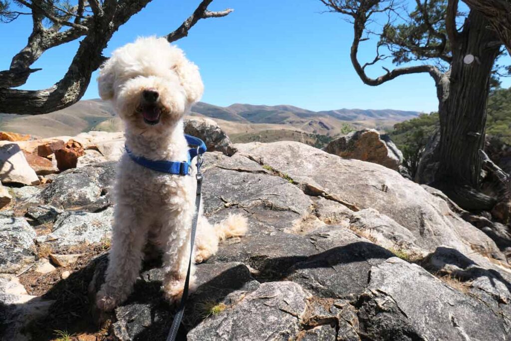 Charlie at one of the Warren Gorge Lookout in Quorn