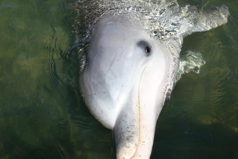 A closeup of a Whyalla Bottlenose Dolphin at the marina. In the Eyre Peninsula, South Australia.