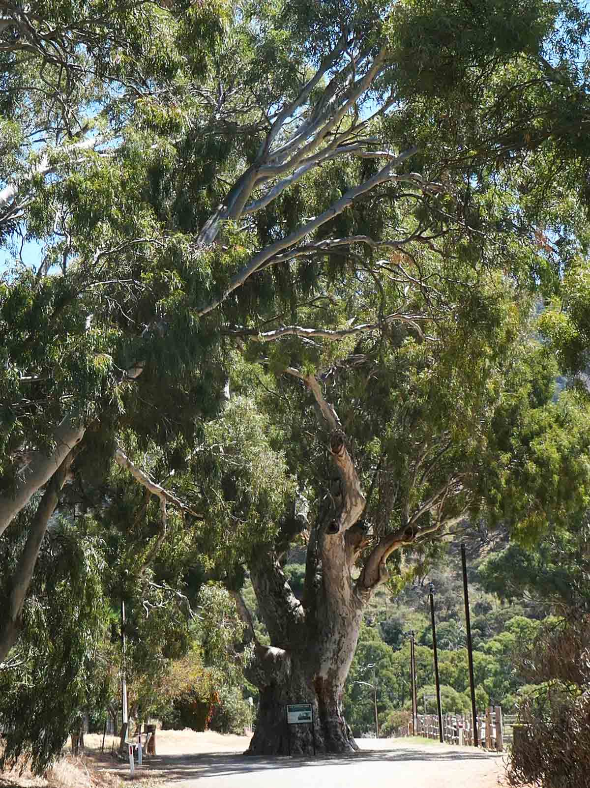 Brewery Tree at Melrose, South Australia