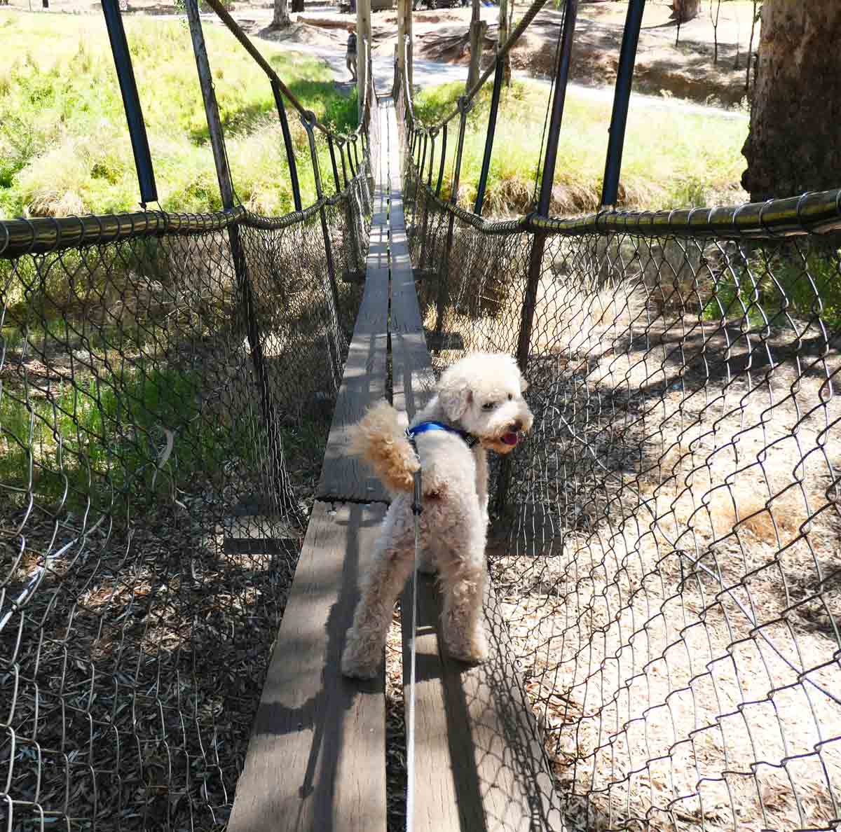 Swinging Bridge at Melrose, South Australia