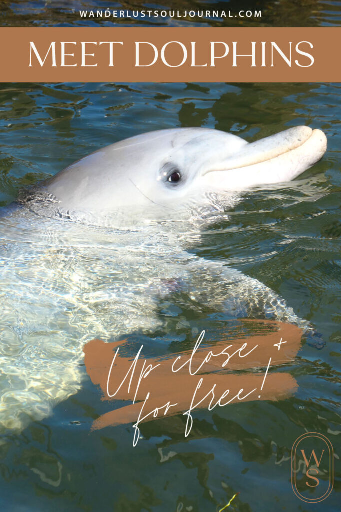 Pinterest Cover for Whyalla Bottlenose Dolphins