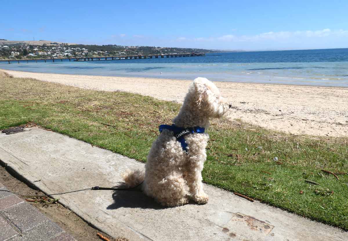 Charlie watching other dogs playing off-leash at the foreshore beach along the Parnkalla Trail (first section). Located in Port Lincoln, Eyre Peninsula, South Australia.