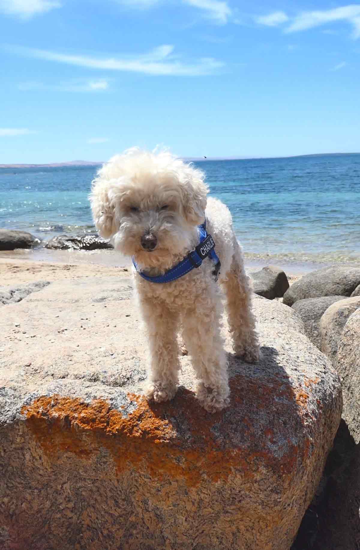 Charlie standing on a rock at Shelly Beach along Parnkalla Trail (second section). Located in Port Lincoln, Eyre Peninsula, South Australia.