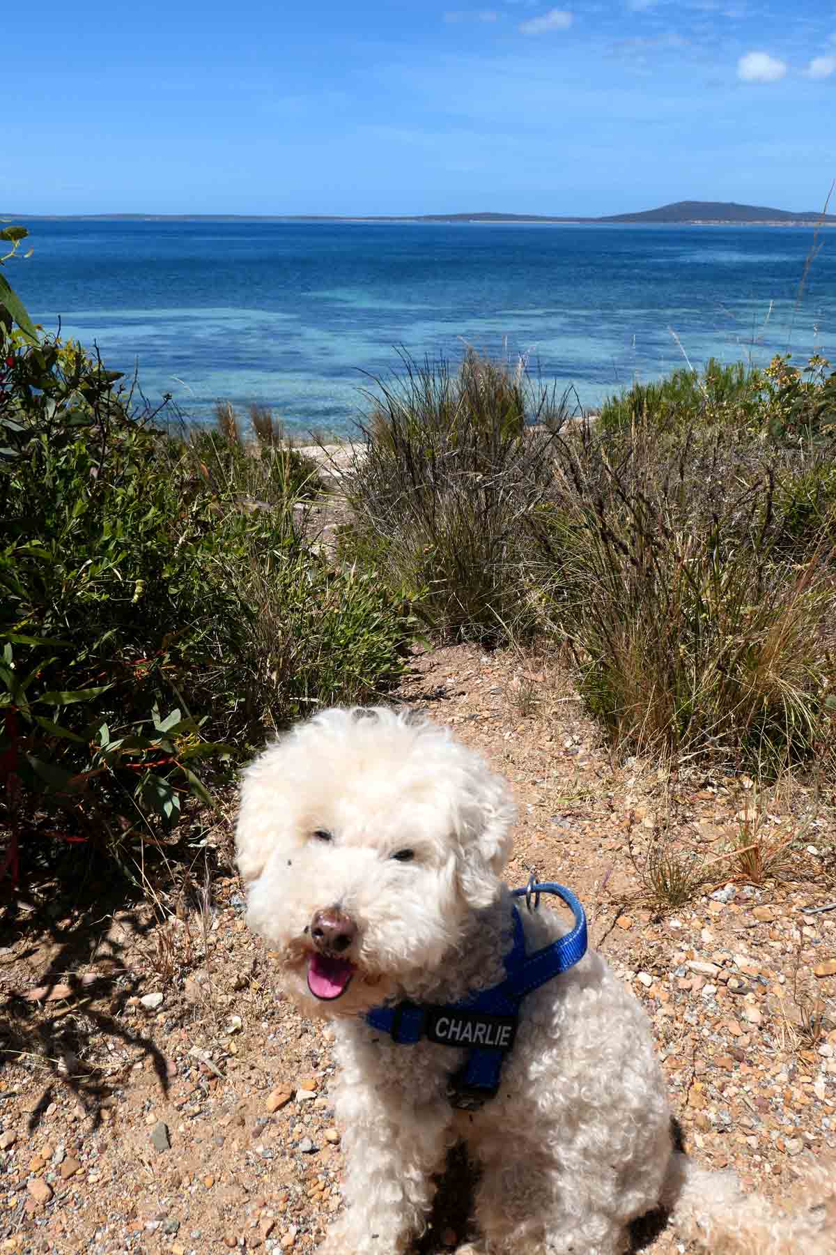 Charlie in front of ocean views along Parnkalla Trail (second section). Located in Port Lincoln, Eyre Peninsula, South Australia.