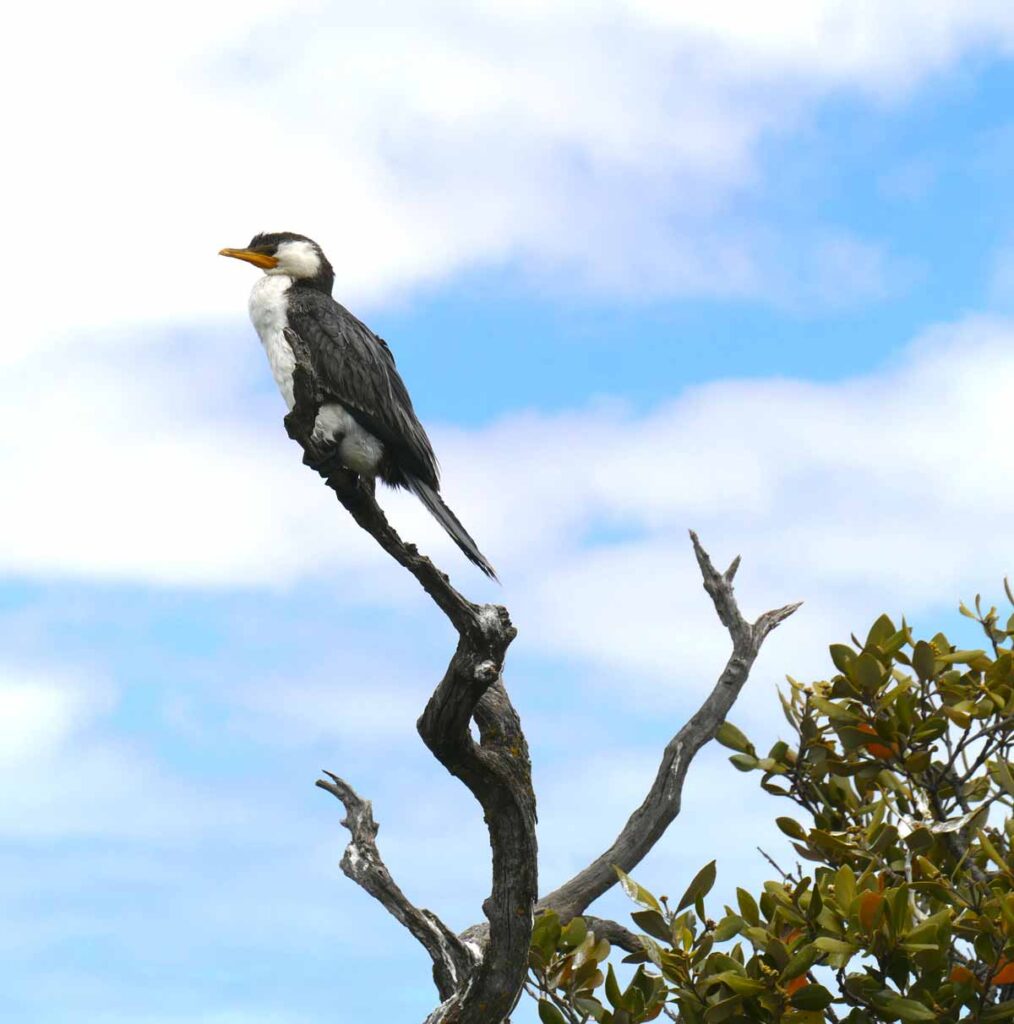 A cormorant (?) we saw from the birdwatching hut at the Mangrove Boardwalk. Located in Tumby Bay, Eyre Peninsula, South Australia.