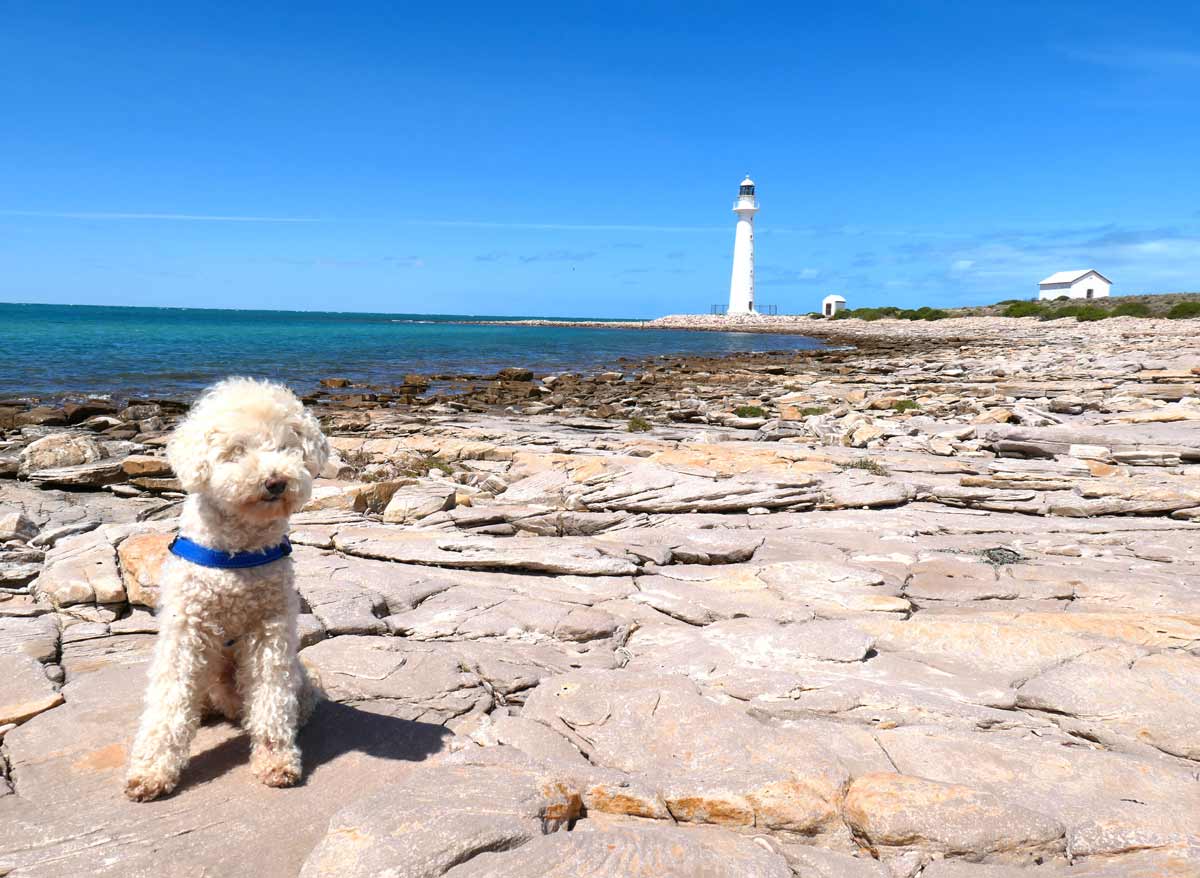Charlie with the Point Lowly Lighthouse in the background. A short drive from Whyalla, Eyre Peninsula, South Australia