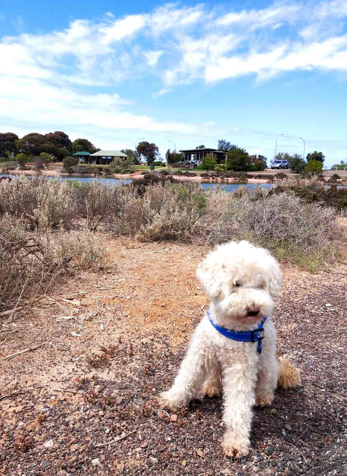 Charlie at Whyalla Wetlands in the Eyre Peninsula, South Australia. Sumthin' Tastee Cafe in the background