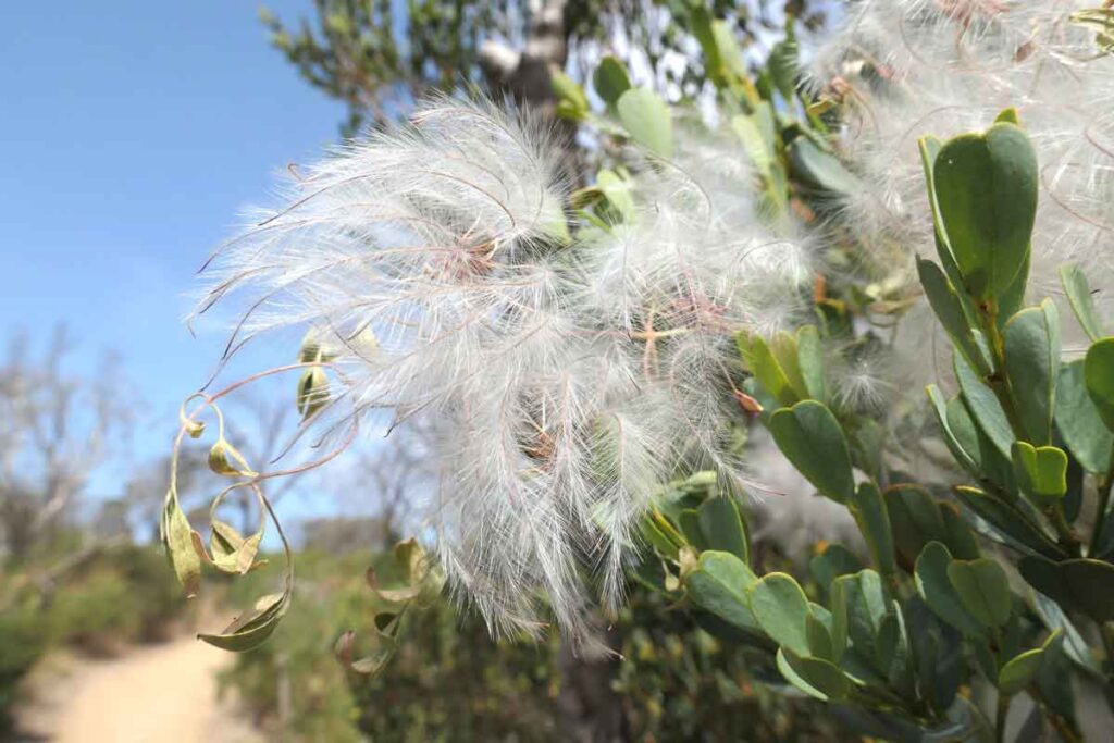 White fluffy feather-like flowers on a plant along the Oyster Walk. Located in Coffin Bay, Eyre Peninsula, South Australia.