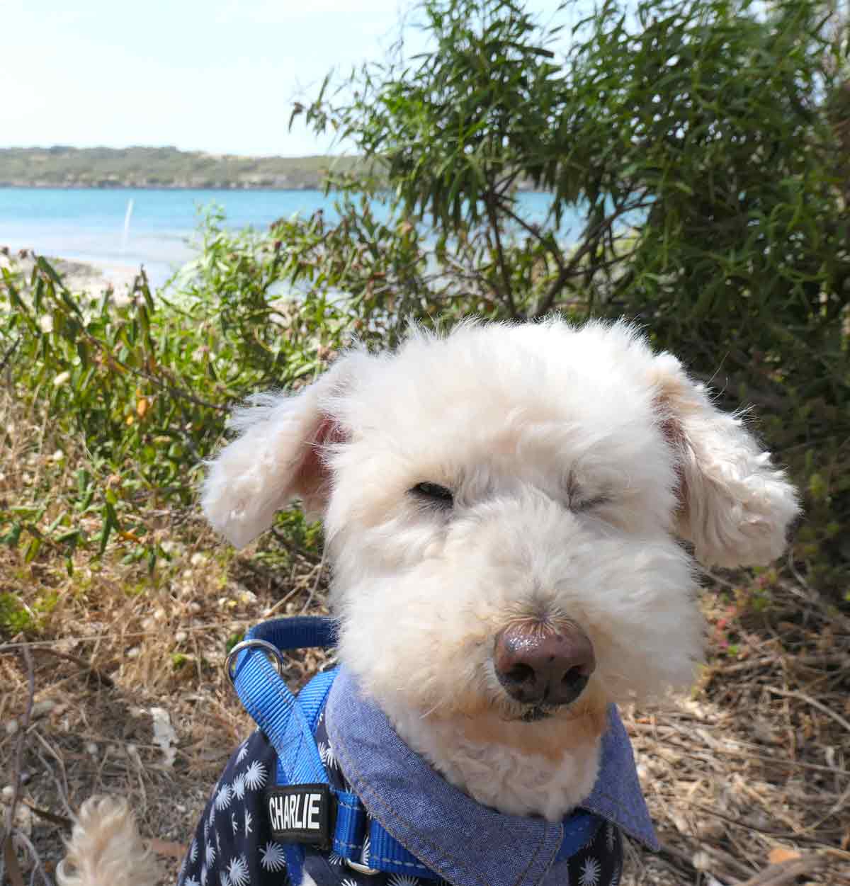 Charlie along the Oyster Walk. Located in Coffin Bay, Eyre Peninsula, South Australia.