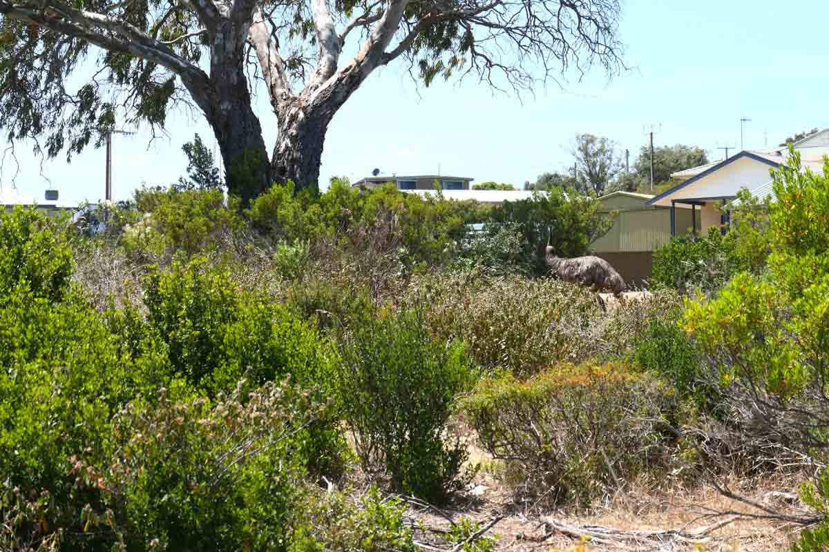 The Oyster Walk in the town section, there's an emu in the bushes. Located in Coffin Bay, Eyre Peninsula, South Australia.