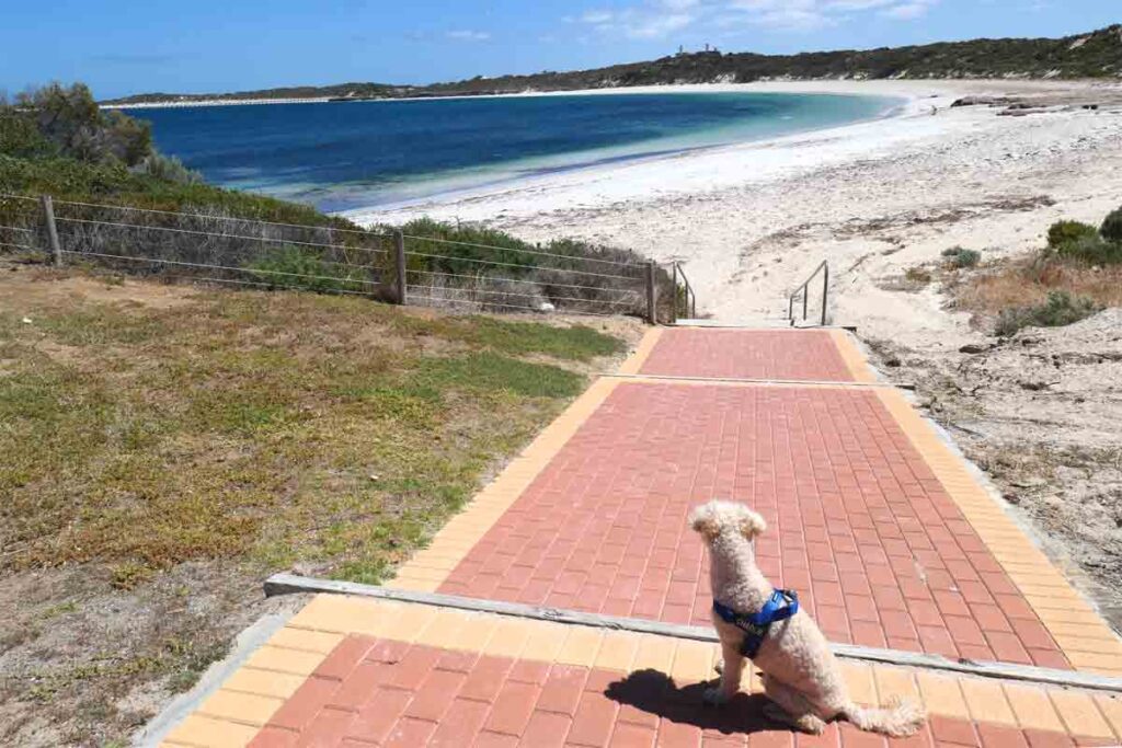 Charlie at the foreshore staring towards the town beach. Located in Elliston, Eyre Peninsula, South Australia.