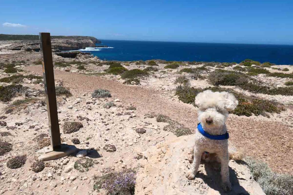 Charlie posing near one of the sign posts along the Little Bay Trail. Located in Elliston, Eyre Peninsula, South Australia.