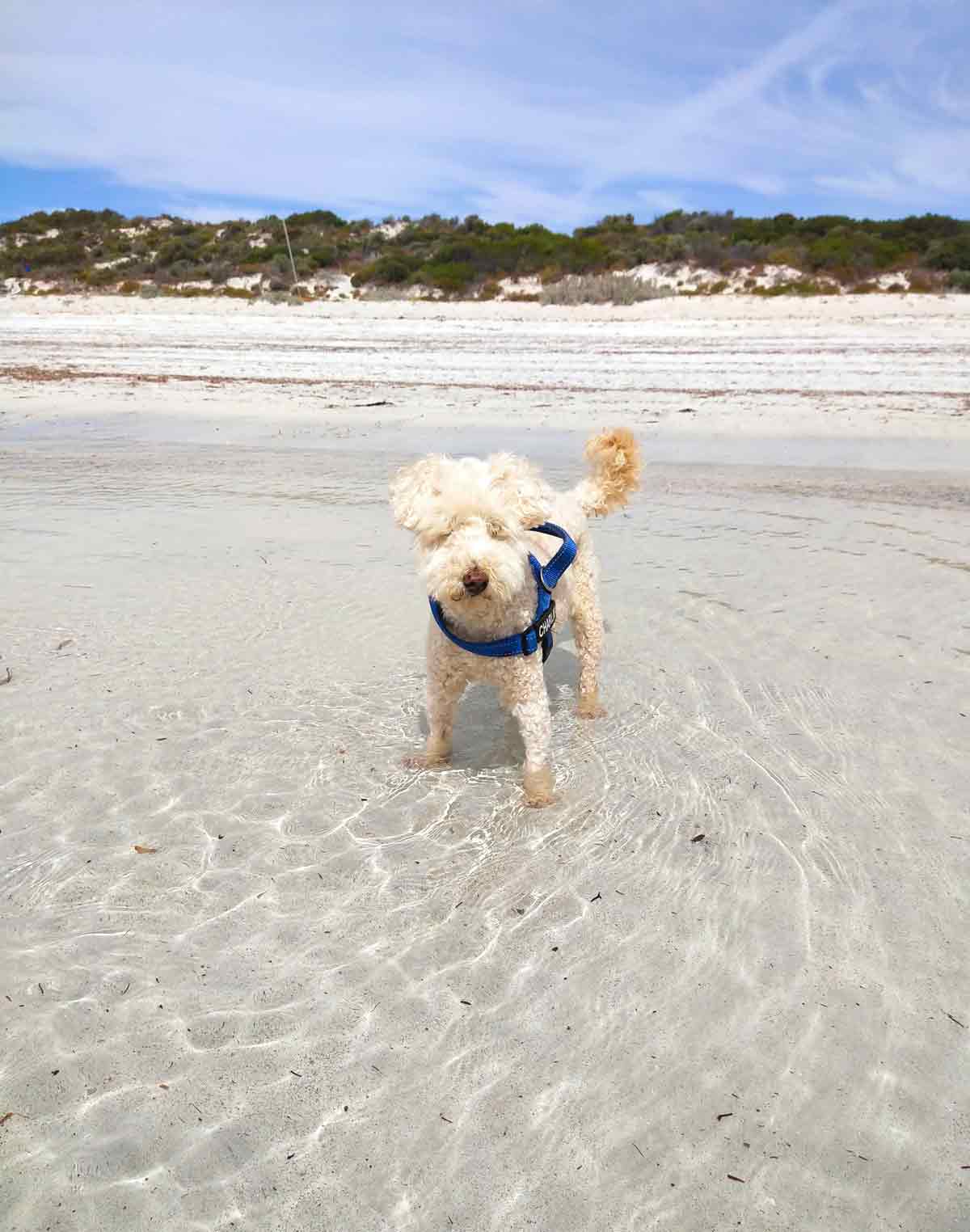 Charlie in shallow water at the town beach. Located in Elliston, Eyre Peninsula, South Australia.