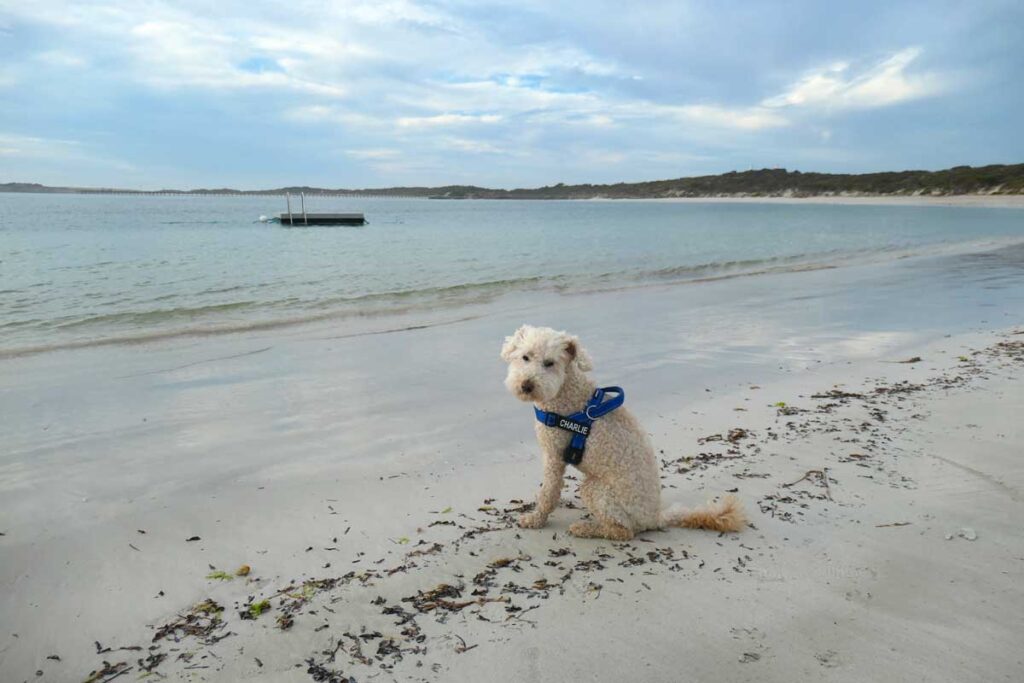 Charlie posing in front of the pontoon at the town beach. Located in Elliston, Eyre Peninsula, South Australia.