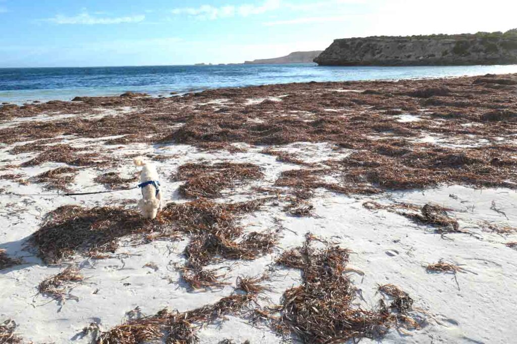 Charlie at the "wild" side of the beach. Located in Elliston, Eyre Peninsula, South Australia.