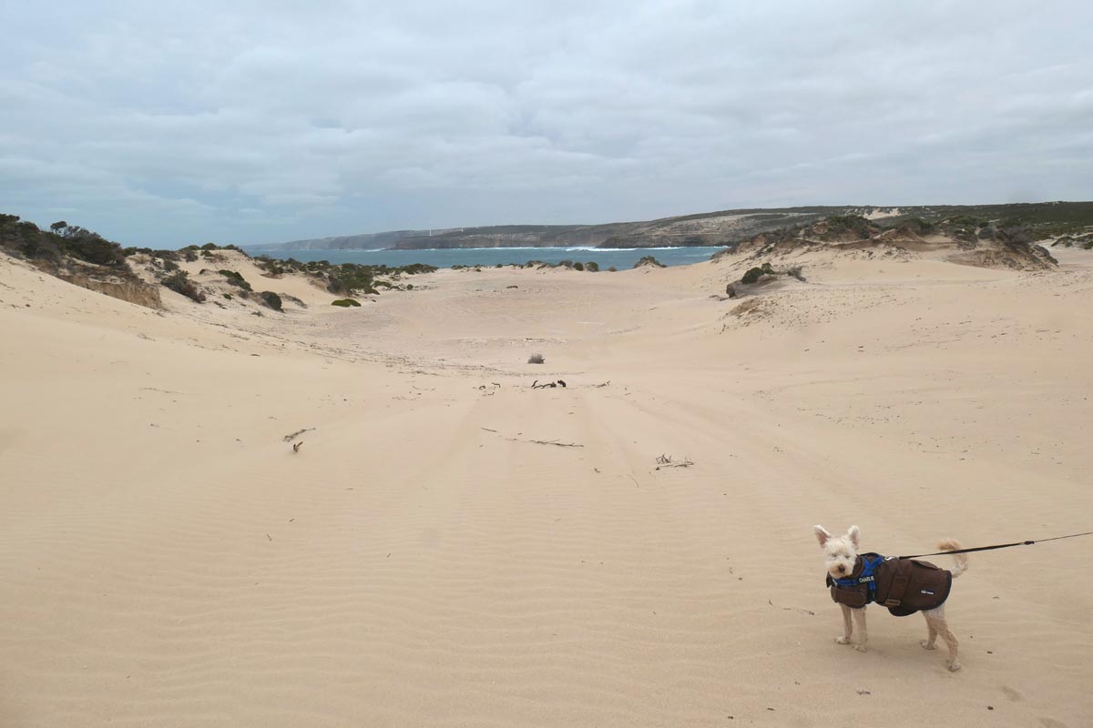 Charlie's ears pulled by the strong wind at Red Bank. Located in Whaler's Way Sanctuary, Eyre Peninsula, South Australia.