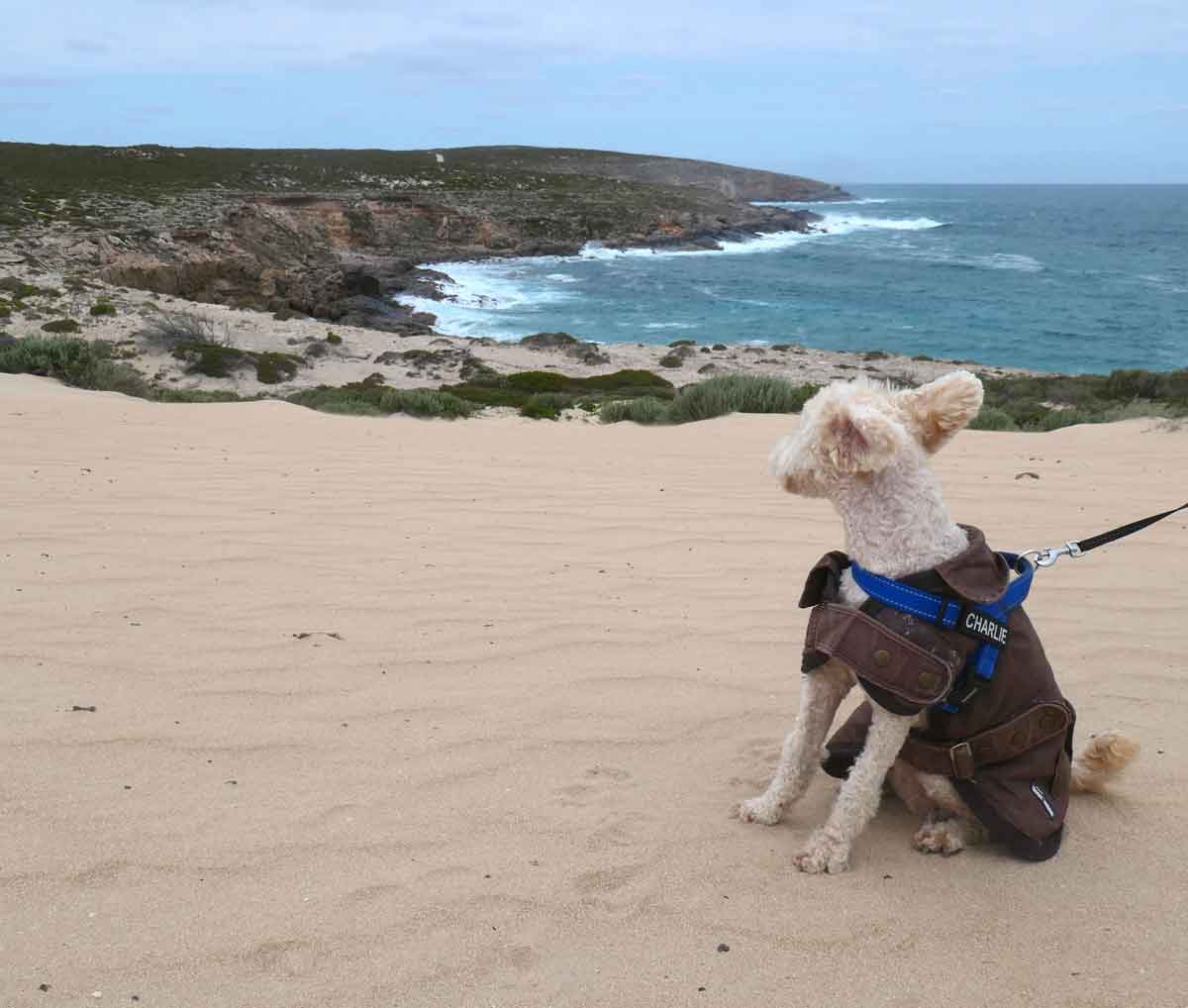 Charlie's ears pulled by the strong wind at Red Banks, he's looking out towards the coastline. Located in Whaler's Way Sanctuary, Eyre Peninsula, South Australia.