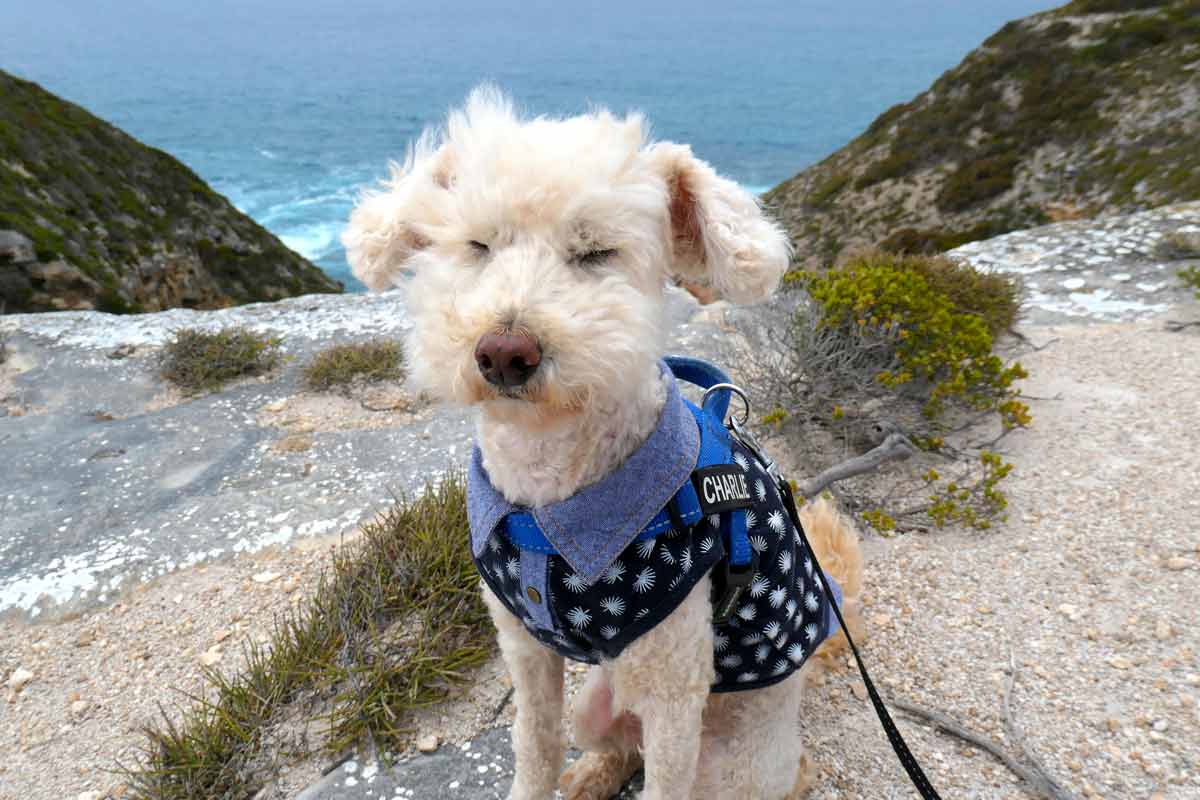 Charlie at the top of the cliff overlooking Whalechaser Crevasse. Located in Whaler's Way Sanctuary, Eyre Peninsula, South Australia.