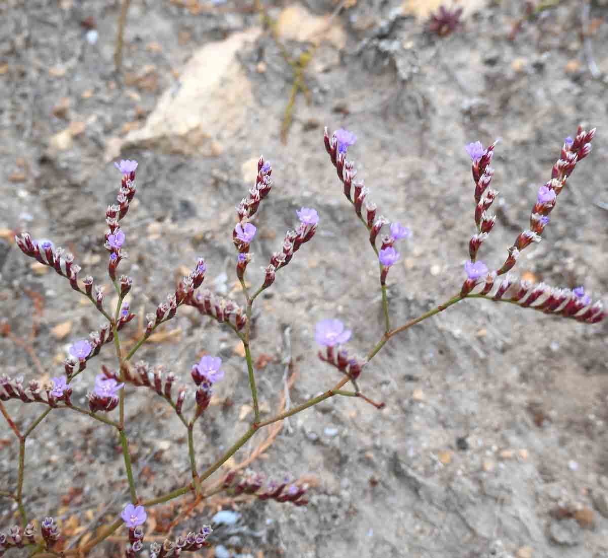 Wildflowers along the Flinders Crevasse Walk. Located in Whaler's Way Sanctuary, Eyre Peninsula, South Australia.