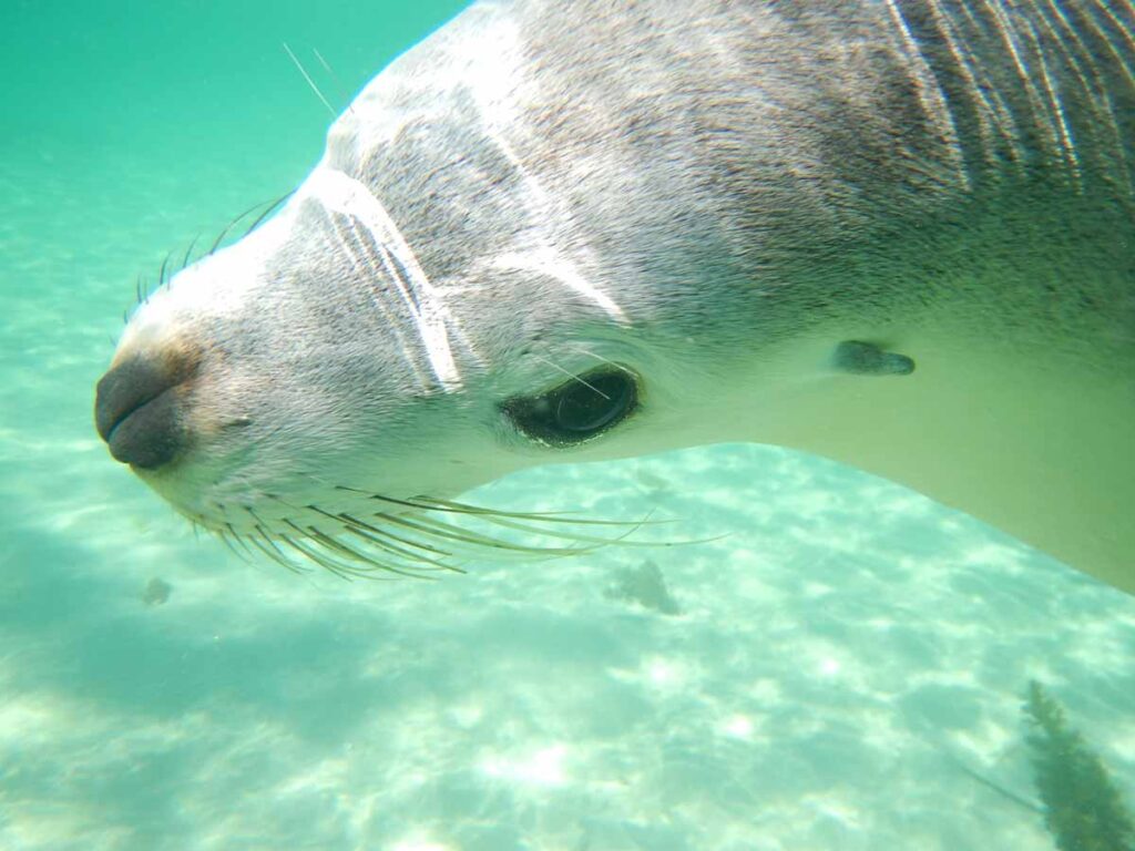 Close up of a sea lion. Located in Baird Bay, Eyre Peninsula, South Australia.