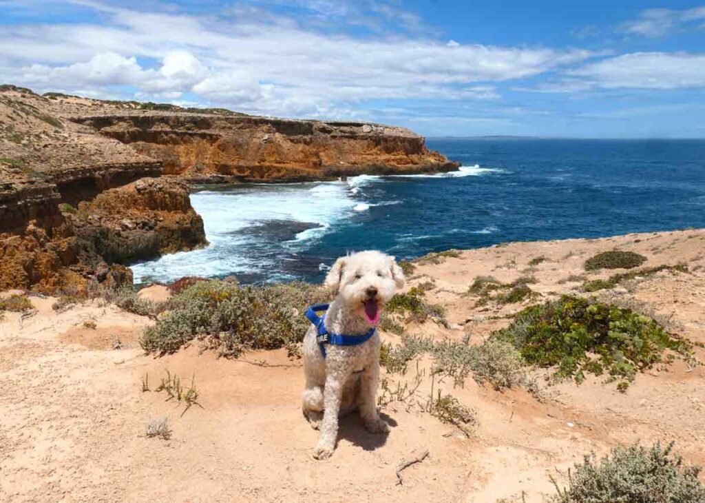 Charlie at Cape Bauer. Located in Streaky Bay, Eyre Peninsula, South Australia.