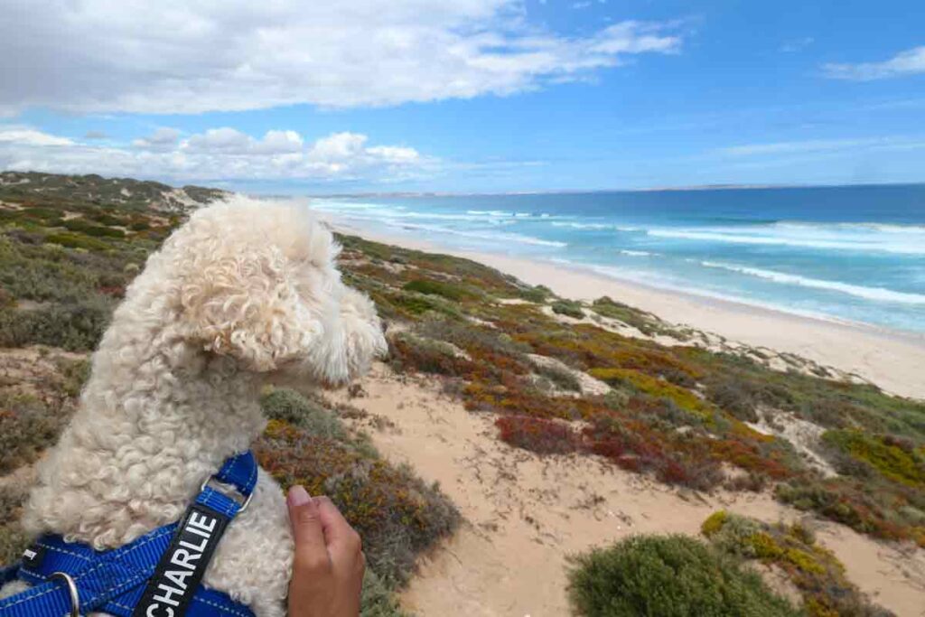 Charlie at the Hally's Beach viewing platform. Located in Streaky Bay, Eyre Peninsula, South Australia.