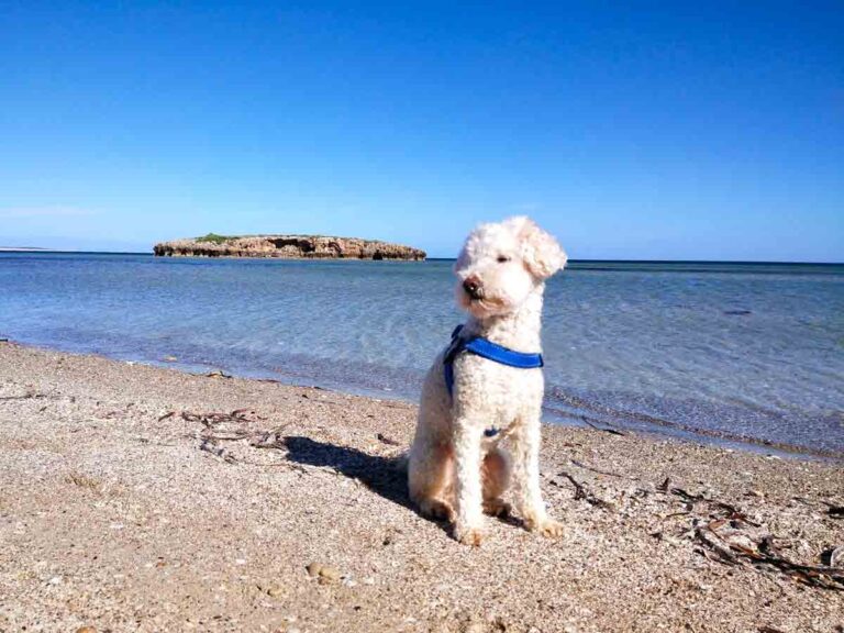 Charlie at Little Islands Beach near Streaky Bay Islands Caravan Park. Located in Streaky Bay, Eyre Peninsula, South Australia.
