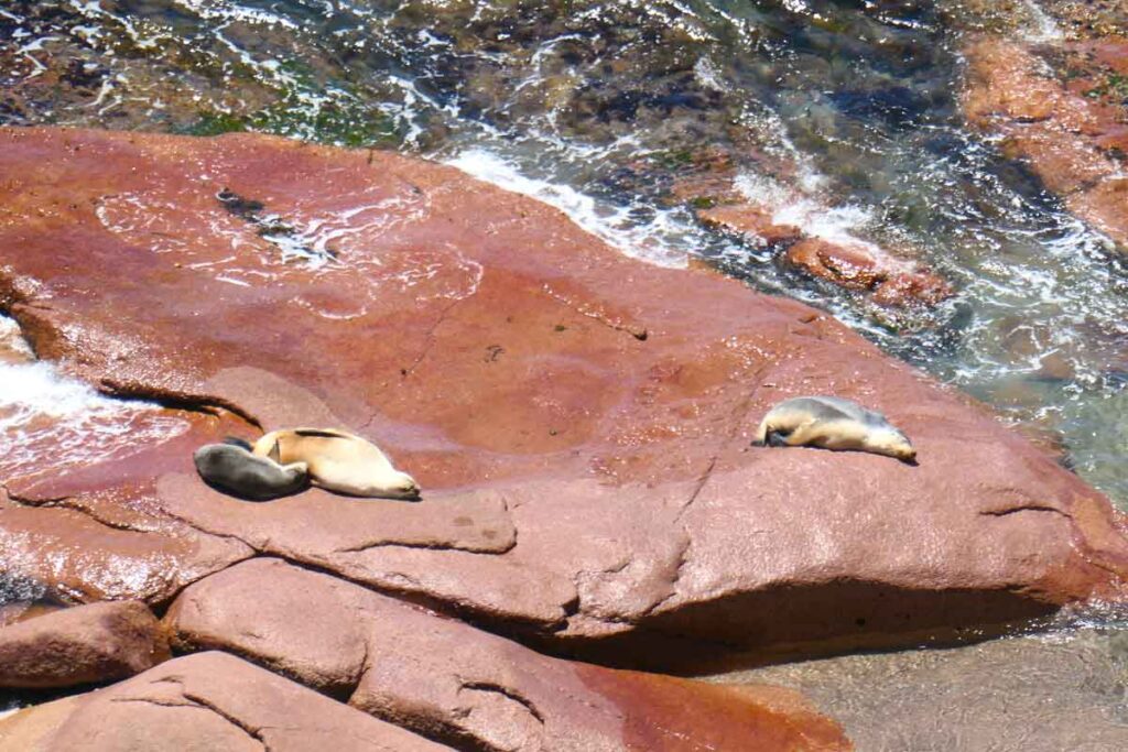 Mother and pup resting on the rocks. Located at Point Labatt Conservation Park, near Streaky Bay, Eyre Peninsula, South Australia.