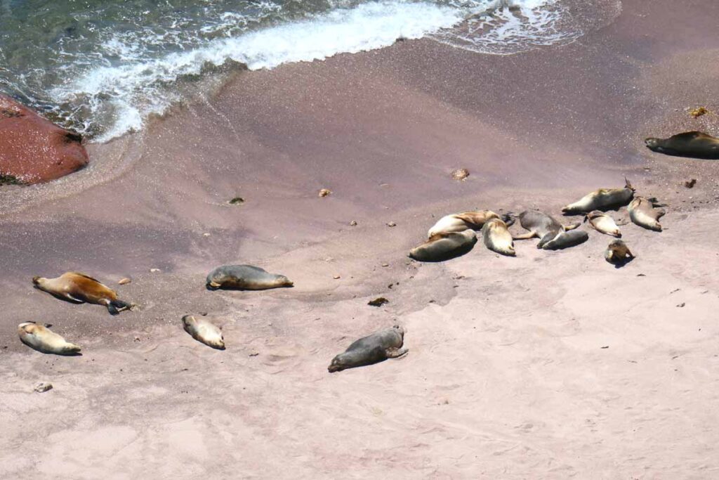 Sea lions sunbathing on the beach. Located at Point Labatt Conservation Park, near Streaky Bay, Eyre Peninsula, South Australia.