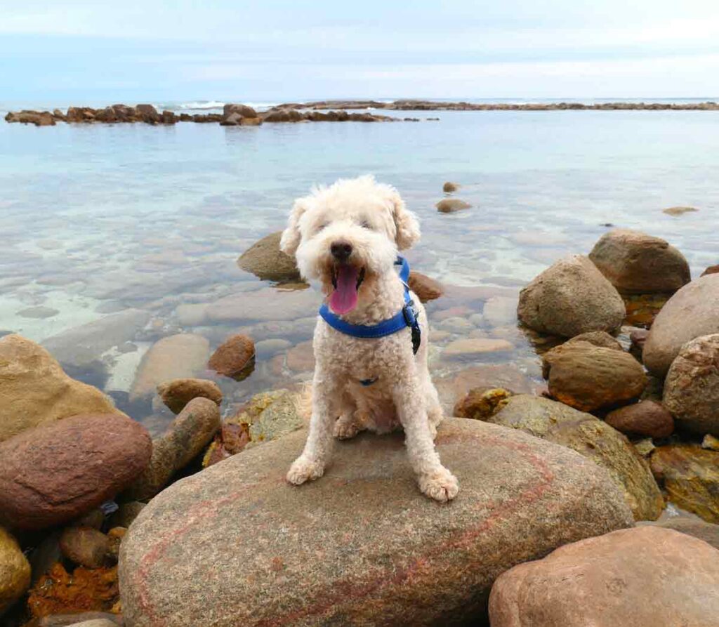 Charlie in front of a rock pool at The Granites. Located in Streaky Bay, Eyre Peninsula, South Australia.