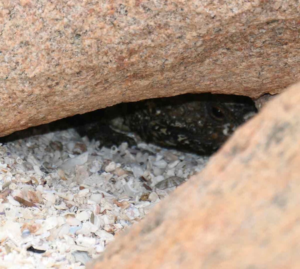 A lizard hiding under a rock at The Granites. Located in Streaky Bay, Eyre Peninsula, South Australia.
