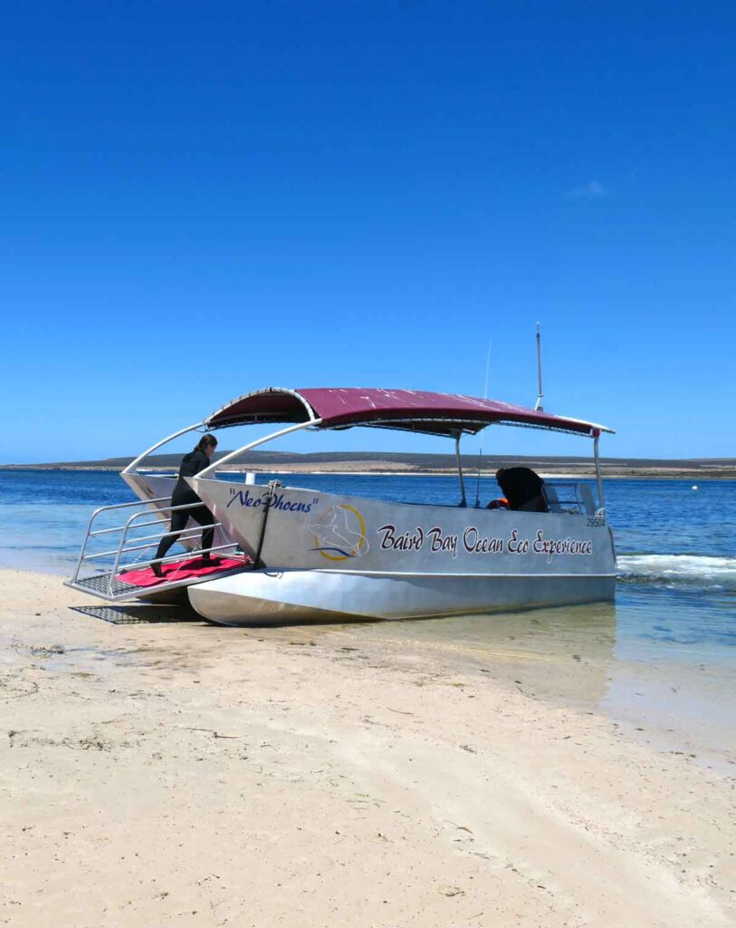 Our tour boat. Baird Bay Ocean Eco Experience. Located in Baird Bay, Eyre Peninsula, South Australia.