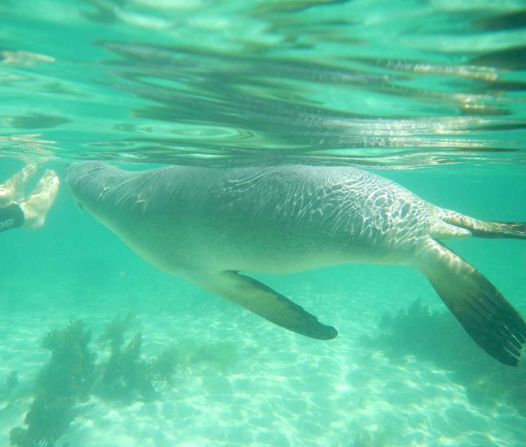 Encounters with the local sea lions. Baird Bay Ocean Eco Experience. Located in Baird Bay, Eyre Peninsula, South Australia.