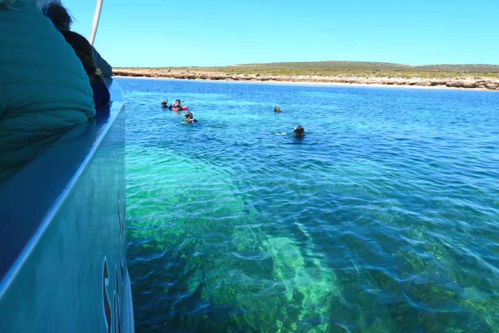 Swimming with the dolphins. Baird Bay Ocean Eco Experience. Located in Baird Bay, Eyre Peninsula, South Australia.